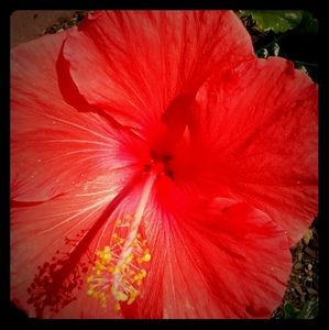 Meet your Posher, Natalee